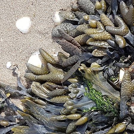 Haus Am Meer Eckwarden Butjadingen Kültér fotó